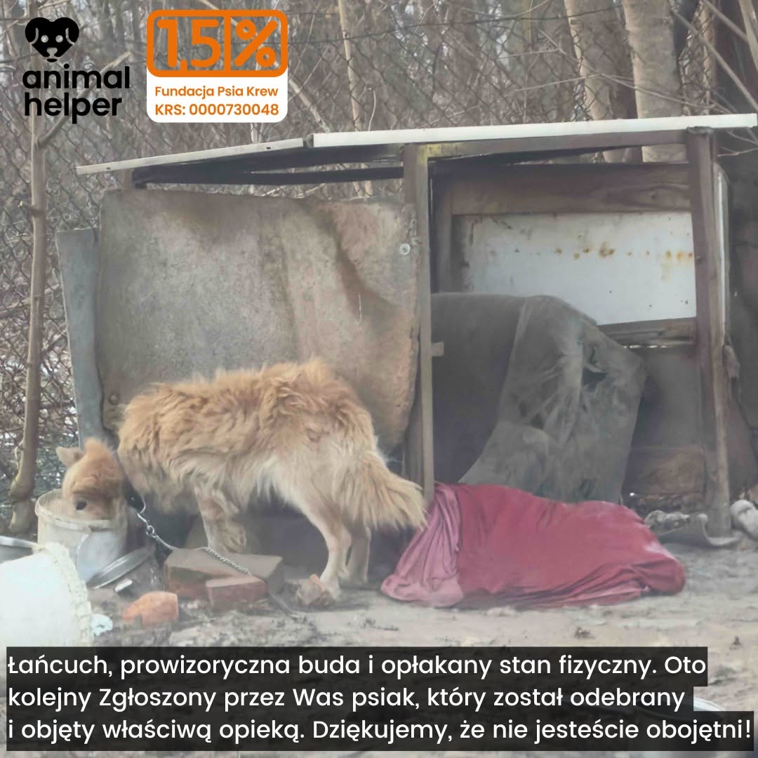 „112 dla zwierząt” może przestać działać zimą. Animal Helper apeluje o pomoc